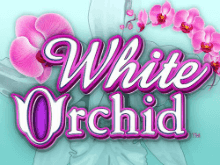 white-orchid